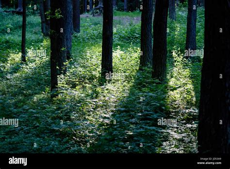 green forest with tree trunks and light rays, shadows in summer Stock Photo - Alamy