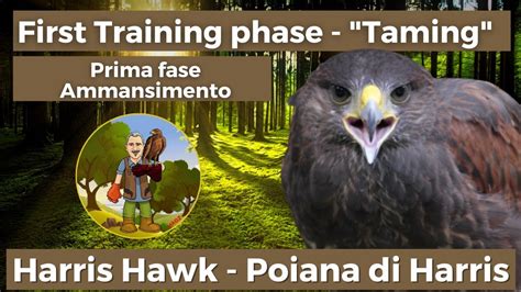 Harris Hawk Training First Phase Taming Addestramento Poiana Di Harris Prima Fase