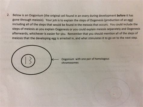 Solved Below is an Oogonium (the original cell found in an | Chegg.com