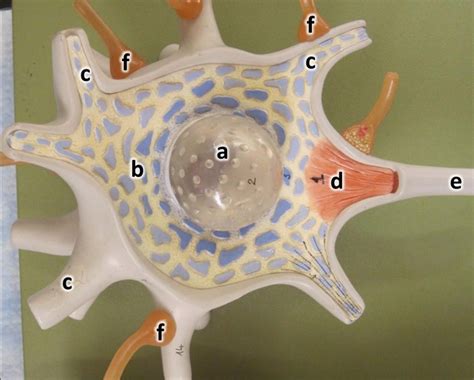 Lab 11: Cell Body of Neuron Diagram | Quizlet