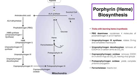 Gibt Es Hpu Kpu Eine Beobachtung Biochemie F R Dein Genetisches Maximum