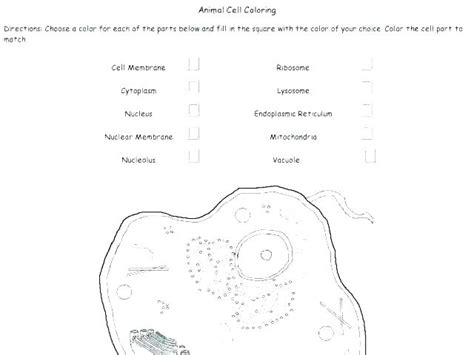 Cell Membrane Coloring Worksheets Biology Junction Answers