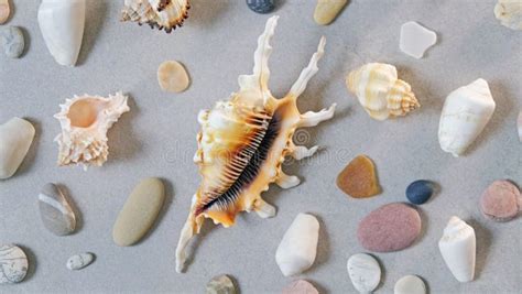 Muitos Conchas E Seixos Marinhos Na Areia Dourada Foto De Stock