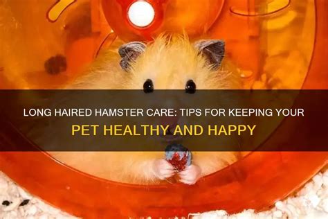 Long Haired Hamster Care: Tips For Keeping Your Pet Healthy And Happy ...