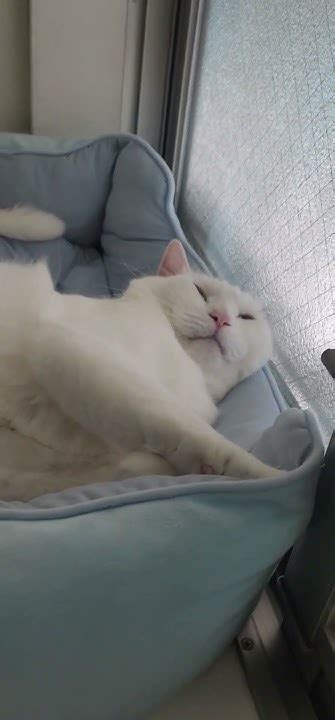 ひんやりベッドの上 ️ スゴイ格好で寝てる😽💤 Youtube