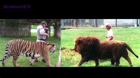 Lion Vs Tiger Size