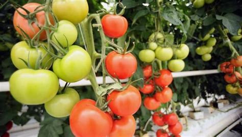 Aquaponic Tomatoes 101 Your Complete Growing Guide