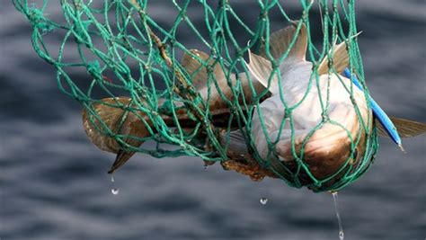 Eu Fangquoten Weiter Einschr Nkungen In Der Westlichen Ostsee Ndr De