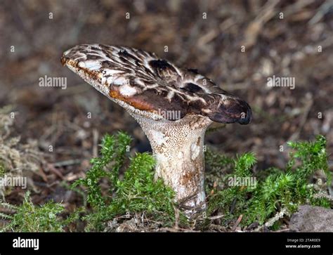 Shingled Hedgehog Mushroom Sarcodon Imbricatus Valais Switzerland