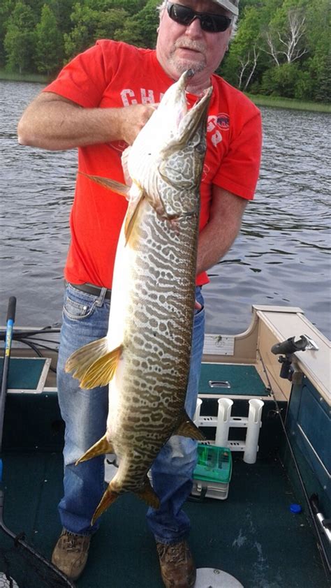 Caught A Tiger Muskellunge On Lac Vieux Desert Using A Meps 5