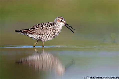 Stilt Sandpiper 6