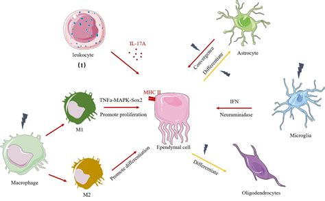 Ependymal Cells