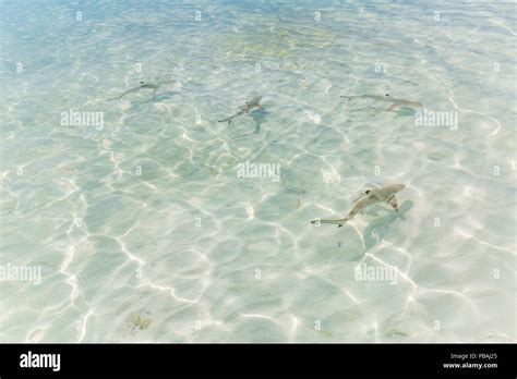 Beb Tiburones De Arrecife De Punta Negra En Las Cristalinas Aguas De