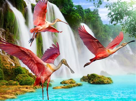 hermosa imagen fondo de pantalla hd pájaro naturaleza paisaje natural