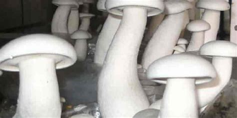 Growing The Giant Milky Calocybe Indica Mushroom Mountain