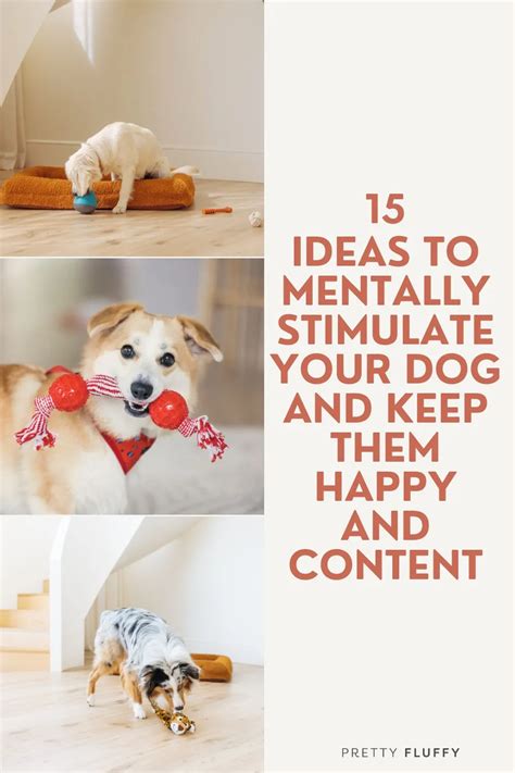 15 Fun And Easy Ways To Mentally Stimulate Your Dog Pretty Fluffy The