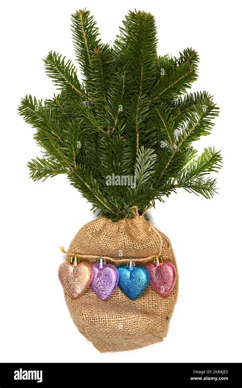 Spruce Branches In The Form Of A Bouquet Decorated With Christmas