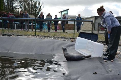 Seal Pup Rescued From Side Of Road Loves Her New Bathtub - The Dodo