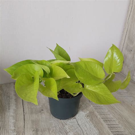 Сциндапсус эпипремнум Golden Pothos, Marble queen N-joy gold Global g ...