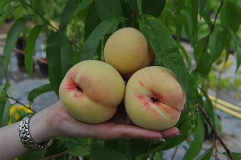 Red Haven Peach Tree Prunus Persica Buy Online