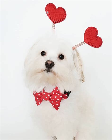 Valentine's Day dog photoshoot! @asherandgraydesigns | Dog valentines, Valentines day dog ...