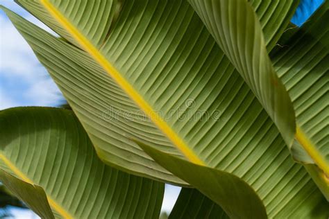 Fotograma De Bananeira Verde Folhas Textura De Folha De Banana Tropical