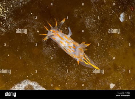 Doris quadrilineata fotografías e imágenes de alta resolución Alamy