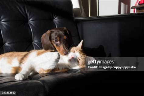 422 Dog And Cat Hug Stock Photos, High-Res Pictures, and Images - Getty Images