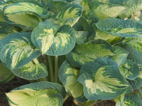 Great Expectations Hosta - Jeffries Nurseries