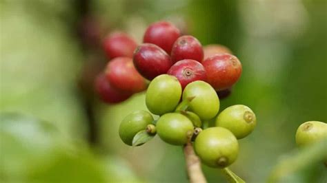 How To Grow A Coffee Plant The Ultimate Guide