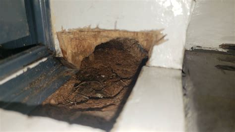 Advice on this rot in corner of front door. : r/diynz