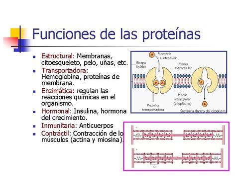 NIVELES DE ORGANIZACCIN DE LA MATERIA BIOELEMENTOS Y