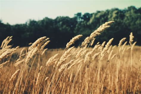 Fotos gratis naturaleza césped campo cebada trigo pradera seco