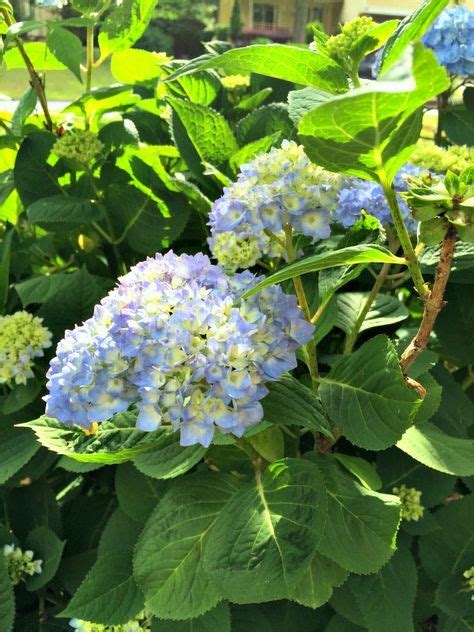 How To Get Hydrangeas To Change Color Blue Hydrangea Flower Pot Bird