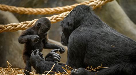 Antwerp ZOO