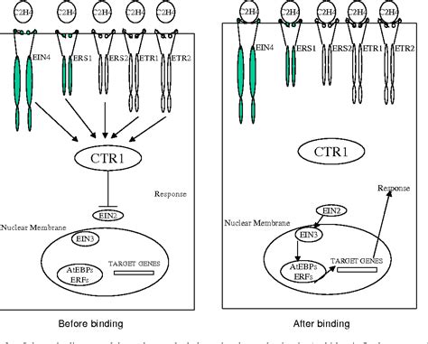 Figure 1 from Ethylene receptors and molecular mechanism of ethylene sensitivity in plants ...