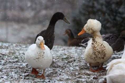 Ducks in the snow | Art photography, Duck, Animals