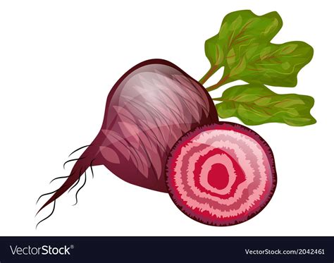 Beetroot Royalty Free Vector Image VectorStock