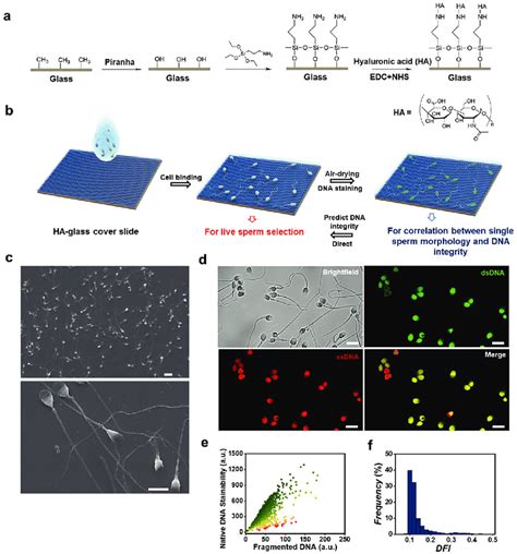 A Sperm Binding And Air Drying Method To Prepare Sperm For