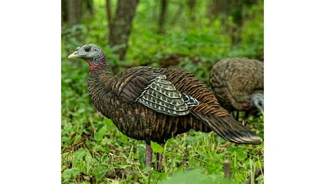 Avian X Lcd Breeder Hen Turkey Decoy