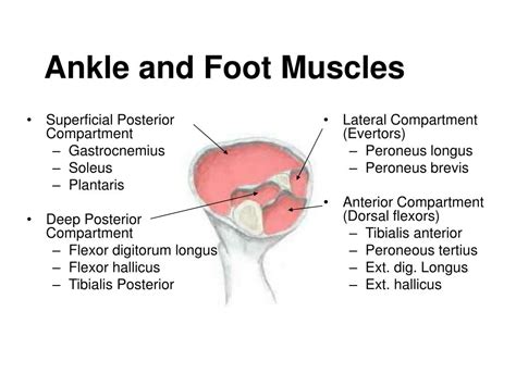 Ppt Muscles Of The Ankle And Foot Powerpoint Presentation Free