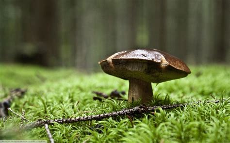 Wallpaper X Px Depth Of Field Macro Mushroom Nature