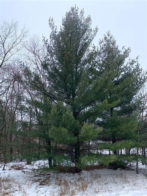 Pinus Strobus The Eastern White Pine Facts Habitat And Uses Your