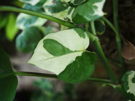 variegated stock  images  backgrounds