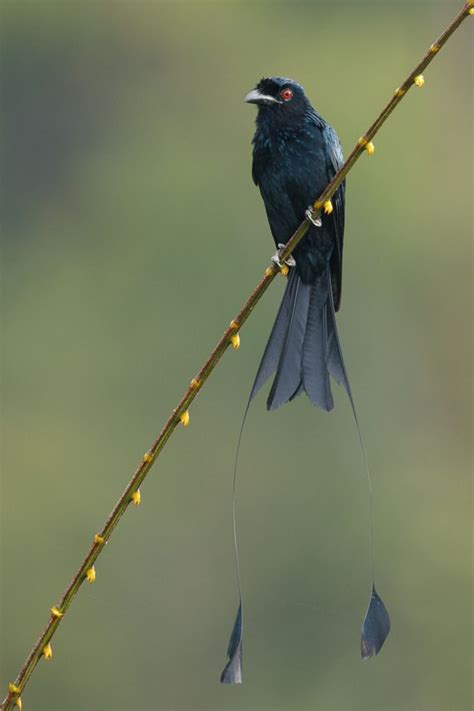 Greater Racket Tailed Drongo Dicrurus Paradiseus Cuculus