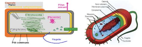 Mode Daction Des ATBs En Regard De La Structure Dune Cellule