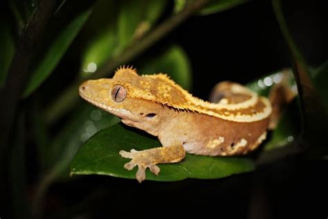 19 Captivating Crested Gecko Facts to Unveil Its Charm - Facts.net