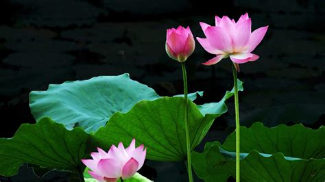 Lotus Flower Wallpapers - Top Free Lotus Flower Backgrounds ...