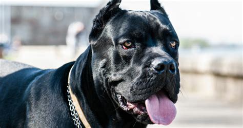 Cane Corso Protection Dogs Prestige Protection Dogs