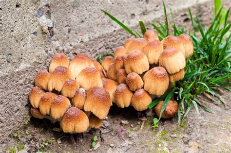 Jóvenes cuerpos fructíferos de hongo de tinta brillante coprinellus